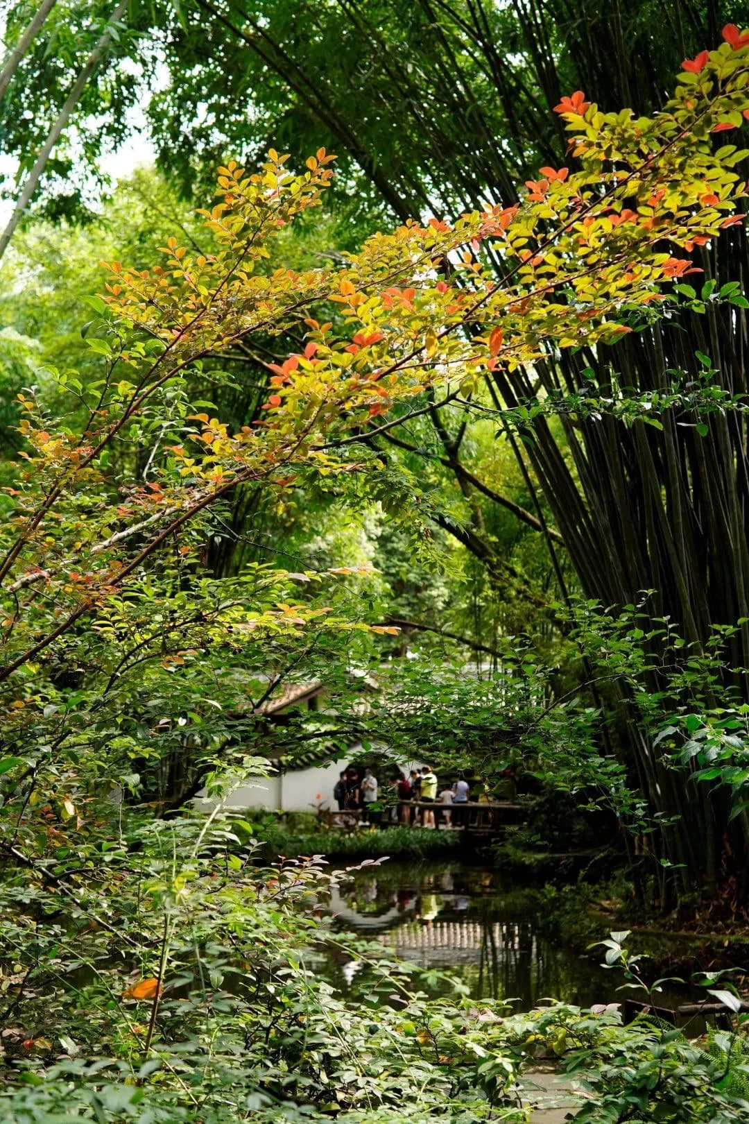 Discovering the Perfect Tour Route and Hidden Charms of Dufu Cottage in Chengdu