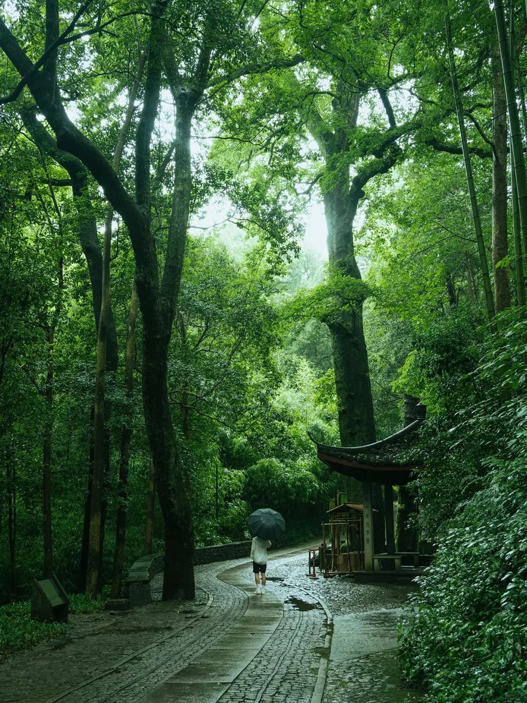 Yunqi Bamboo Path: A Hidden Oasis in Hangzhou’s Rainy Days, Awaiting Discovery